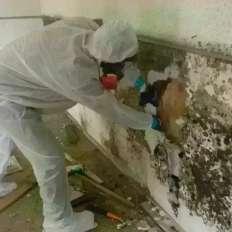 Mold Remediation and Removal in Woodland, WA